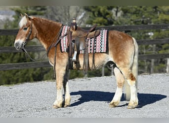Haflinger / Avelignese, Castrone, 19 Anni, Sauro ciliegia