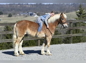 Haflinger / Avelignese, Castrone, 19 Anni, Sauro ciliegia
