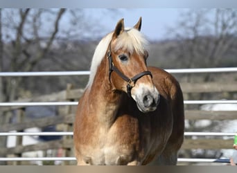 Haflinger / Avelignese, Castrone, 19 Anni, Sauro ciliegia