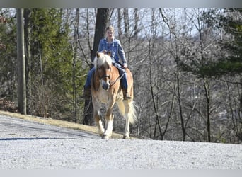 Haflinger / Avelignese, Castrone, 19 Anni, Sauro ciliegia
