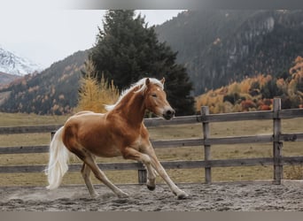 Haflinger / Avelignese, Castrone, 1 Anno, 150 cm, Sauro