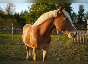 Haflinger / Avelignese, Castrone, 22 Anni, 145 cm, Sauro