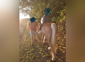 Haflinger / Avelignese, Castrone, 22 Anni, 150 cm