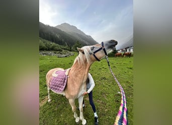 Haflinger / Avelignese, Castrone, 2 Anni, 140 cm, Sauro