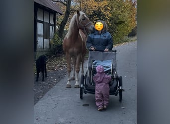 Haflinger / Avelignese Mix, Castrone, 2 Anni, 145 cm, Baio chiaro