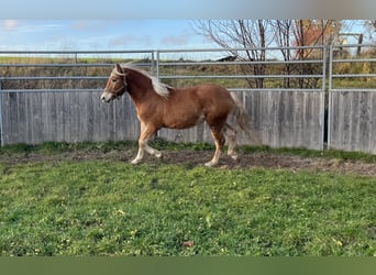 Haflinger / Avelignese Mix, Castrone, 2 Anni, 145 cm, Baio chiaro
