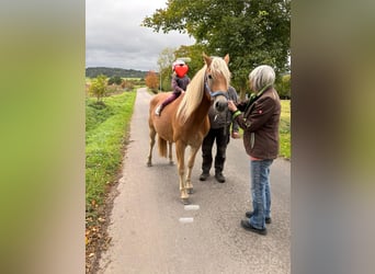 Haflinger / Avelignese Mix, Castrone, 2 Anni, 145 cm, Baio chiaro
