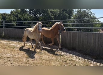 Haflinger / Avelignese Mix, Castrone, 2 Anni, 145 cm, Baio chiaro
