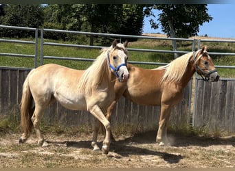 Haflinger / Avelignese Mix, Castrone, 2 Anni, 145 cm, Baio chiaro