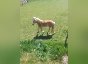 Haflinger / Avelignese, Castrone, 2 Anni, 148 cm
