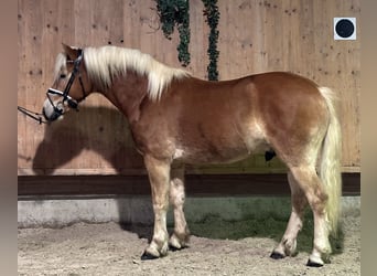 Haflinger / Avelignese, Castrone, 2 Anni, 148 cm, Sauro