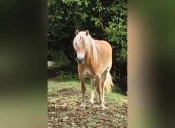 Haflinger / Avelignese, Castrone, 2 Anni, 149 cm, Sauro