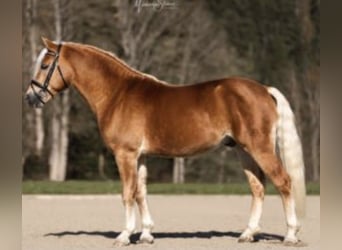 Haflinger / Avelignese, Castrone, 2 Anni, 150 cm, Sauro