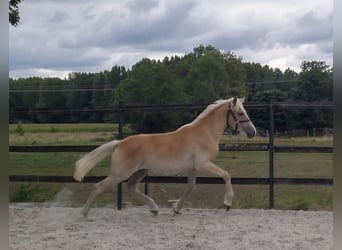 Haflinger / Avelignese, Castrone, 2 Anni, 155 cm, Baio chiaro