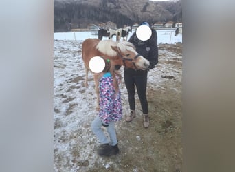 Haflinger / Avelignese, Castrone, 2 Anni