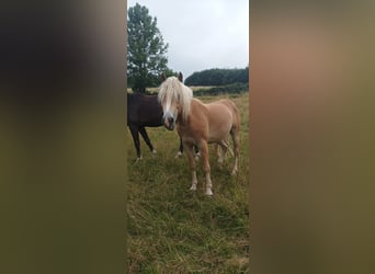 Haflinger / Avelignese, Castrone, 2 Anni, Sauro