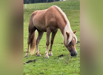 Haflinger / Avelignese, Castrone, 2 Anni, Sauro scuro