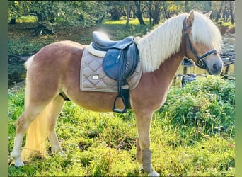 Haflinger / Avelignese, Castrone, 3 Anni, 143 cm, Palomino