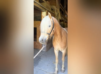 Haflinger / Avelignese, Castrone, 3 Anni, 143 cm, Sauro