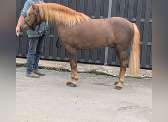 Haflinger / Avelignese Mix, Castrone, 3 Anni, 143 cm, Sauro scuro