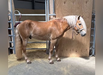 Haflinger / Avelignese, Castrone, 3 Anni, 145 cm