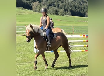 Haflinger / Avelignese, Castrone, 3 Anni, 146 cm, Sauro