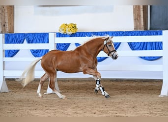 Haflinger / Avelignese, Castrone, 3 Anni, 148 cm, Sauro