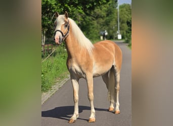 Haflinger / Avelignese, Castrone, 3 Anni, 149 cm