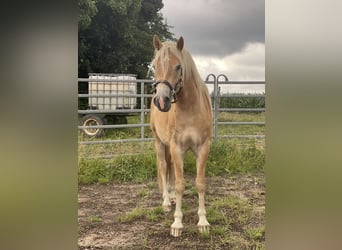 Haflinger / Avelignese, Castrone, 3 Anni, 150 cm, Sauro