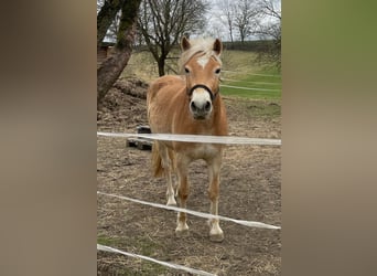 Haflinger / Avelignese, Castrone, 3 Anni, 151 cm, Sauro