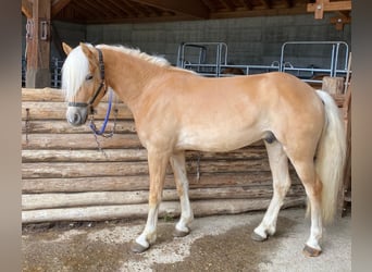 Haflinger / Avelignese, Castrone, 3 Anni, 151 cm, Sauro