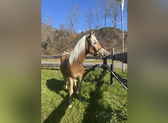 Haflinger / Avelignese, Castrone, 3 Anni, 151 cm, Sauro
