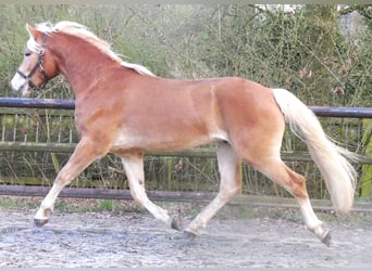 Haflinger / Avelignese, Castrone, 3 Anni, 152 cm