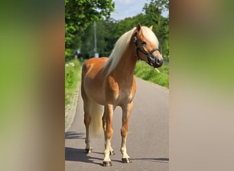 Haflinger / Avelignese, Castrone, 3 Anni, 152 cm, Palomino