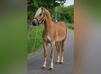 Haflinger / Avelignese, Castrone, 3 Anni, 152 cm, Palomino