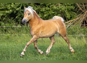 Haflinger / Avelignese, Castrone, 3 Anni, 152 cm, Sauro