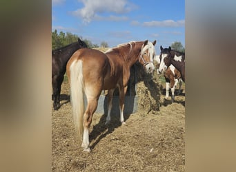 Haflinger / Avelignese, Castrone, 3 Anni, 152 cm, Sauro