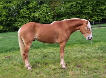 Haflinger / Avelignese, Castrone, 3 Anni, 152 cm, Sauro