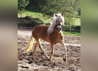 Haflinger / Avelignese, Castrone, 3 Anni, 153 cm, Sauro