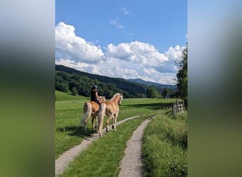 Haflinger / Avelignese, Castrone, 3 Anni, 153 cm, Sauro ciliegia