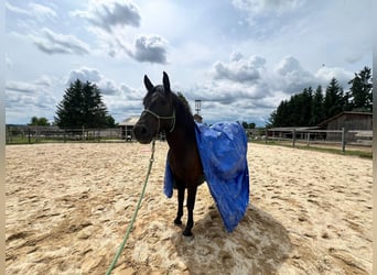 Haflinger / Avelignese Mix, Castrone, 3 Anni, 155 cm, Baio scuro