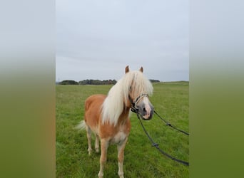 Haflinger / Avelignese, Castrone, 3 Anni