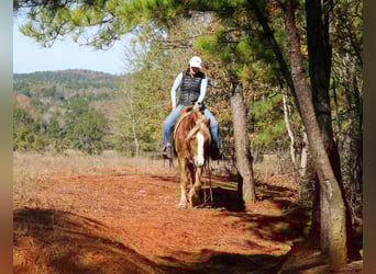 Haflinger / Avelignese, Castrone, 3 Anni, Sauro scuro