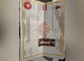 Haflinger / Avelignese, Castrone, 3 Anni, Sauro scuro