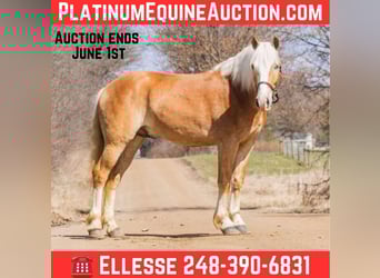 Haflinger / Avelignese, Castrone, 4 Anni, 145 cm, Sauro scuro