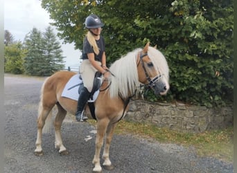 Haflinger / Avelignese, Castrone, 4 Anni, 147 cm