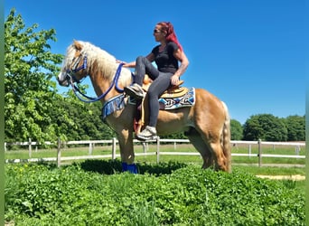 Haflinger / Avelignese, Castrone, 4 Anni, 147 cm, Sauro