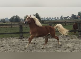 Haflinger / Avelignese, Castrone, 4 Anni, 149 cm, Sauro ciliegia