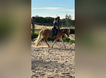 Haflinger / Avelignese, Castrone, 4 Anni, 150 cm, Sauro