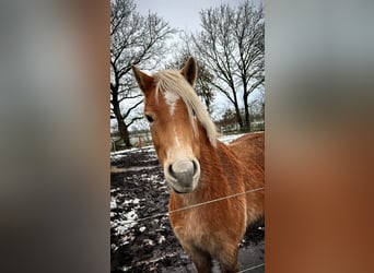 Haflinger / Avelignese, Castrone, 4 Anni, 150 cm, Sauro